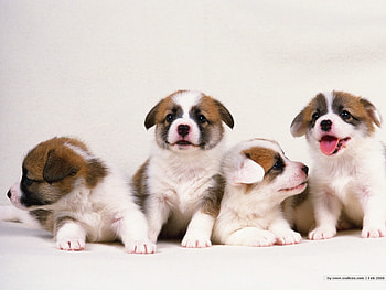Animals, Dogs HD wallpaper