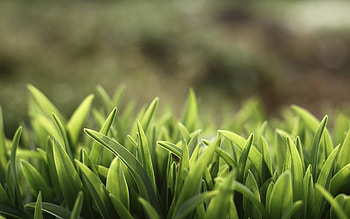 Grass, Plant, Macro, Glare, Lawn HD wallpaper