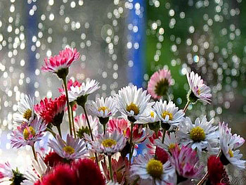 daisy, colorful, splendid, light, fresh HD wallpaper