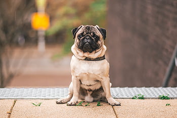 Adorable pug sitting outdoors in Weert, Netherlands, capturing attention with its curious gaze. HD wallpaper