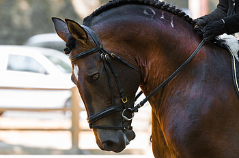 Animals, Muzzle, Horse, Team HD wallpaper