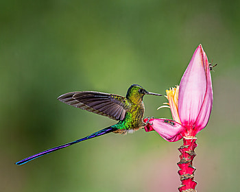 Hummingbird, Animal, Bird, Flower, Birds HD wallpaper
