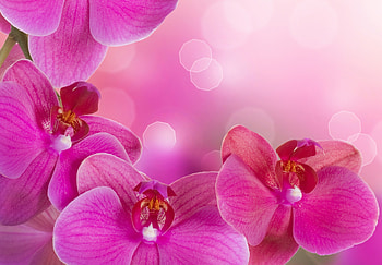 Pink orchids, Bright, Flowers, Pink, Orchids HD wallpaper