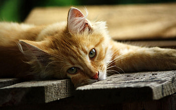Animals, Cat, To Lie Down, Lie, Relaxation, Rest, Sight, Opinion, Planks, Board, Wooden Floor HD wallpaper