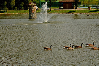 Serene Little Pond, serene pond, park pond, fun park, scenic pond, little pond HD wallpaper