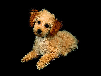 Dog on black background, animal, dog, tender, puppy, black HD wallpaper