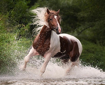 Gone for a paddle, horse, mane, pinto, wet, skewbald, galloping, trees, splashing, water HD wallpaper