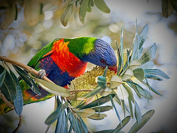 Rainbow Lorikeet, colors, bird, lorikeet, tree HD wallpaper