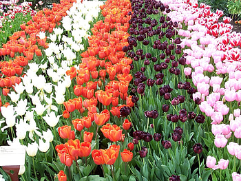 Flowers, Tulips, Rows, Ranks, Different HD wallpaper