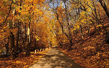 Landscape, Roads, Autumn HD wallpaper