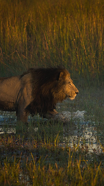 grass, water, Animal, lion HD phone wallpaper