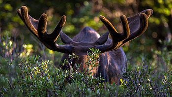 Moose in the wild, Pristine nature, wilderness, Majestic creatures HD wallpaper