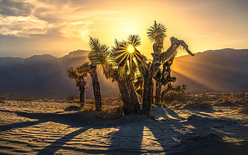 Desert in California, USA, National Park, sand, America, sunbeams, desert, mountains, tree HD wallpaper