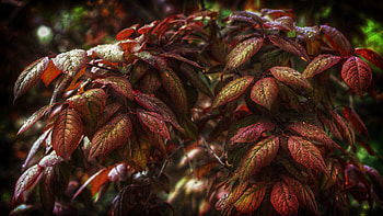 Leaves, Drops, Bush, Macro HD wallpaper