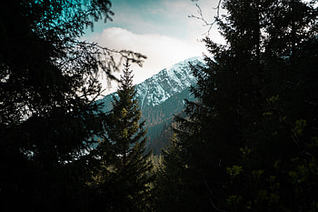 Landscape, Nature, Trees, Mountains, Vertex, Top, Forest HD wallpaper