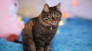 Black Brown Cat Is Sitting On Blue Fur Cloth In Blur Lights Bokeh Background Cute Cat HD wallpaper