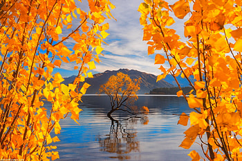 Autumn curtain, river, serenity, tranquil, season, reflection, autumn, water, golden, fall, beautiful, curtain, tree, lake, mountain, leaves, yellow, branches, view, foliage HD wallpaper