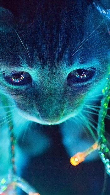 Cute cat in blue lights, Stunning colors, Mesmerizing glow, Dreamy atmosphere HD phone wallpaper
