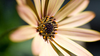 Flower, Macro, Light, Petals, Light Coloured, Pollen HD wallpaper