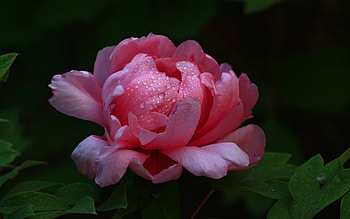 Pink peony, Nature, Flower, Pink, Drops HD wallpaper