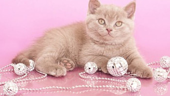 Cat-in-pink-background, pisica, tigru, leu, leopard HD wallpaper