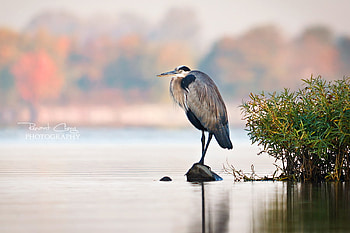 napping, animal, bird, alone, nature, reflecton, lake, sleep HD wallpaper
