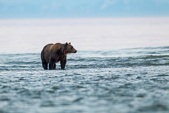 Animals, Sea, Bear, Stroll, Animal HD wallpaper