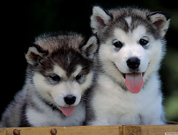 Cubs, husky, animals, dogs, , , cute, nature, malamuts HD wallpaper