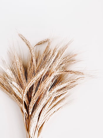 A detailed close-up of wheat stalks, showcasing their texture and natural color against a neutral background. HD phone wallpaper