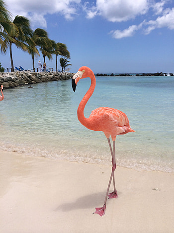Aruba Island, Renaissance Island Aruba, Flamingo paradise, Exotic bliss HD phone wallpaper