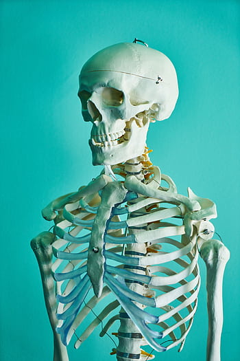 Realistic human skeleton model showcasing anatomy in a scientific context. HD phone wallpaper