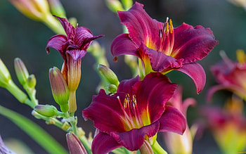 Lilies, nature, flowers, red HD wallpaper