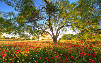 Texas Wildflower Evening in the Hill Country, blossoms, landscape, flowers, sunset, tree HD wallpaper