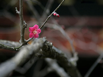 Flowers, Flower, Blur, Smooth, Branches, Kidney, Kidneys HD wallpaper