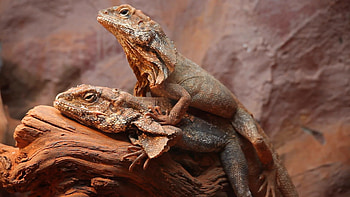 Frilled neck lizard, Exquisite reptiles, Lizard marvel, Nature's beauty HD wallpaper