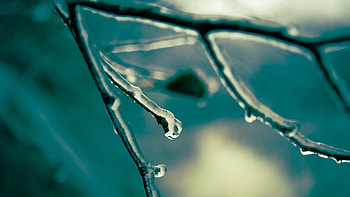 Ice, Macro, Moisture, Branch HD wallpaper