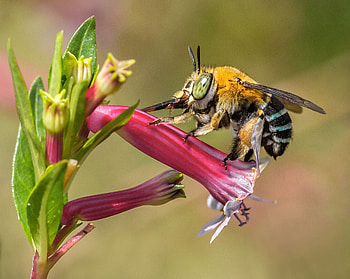 Blue Banded Bee, blue, bee, banded, insect HD wallpaper