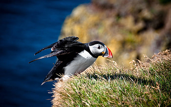 Animals, Grass, Bird, Beak, Duck, Wave, Dead End, Cul-De-Sac, Sweep HD wallpaper