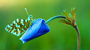 Butterfly, blue, tulip, flower, green, insect HD wallpaper