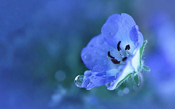 Drops, Flower, Macro, Petals HD wallpaper
