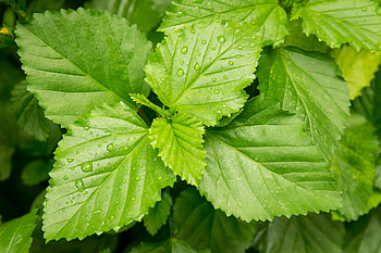 Leaves, Drops, Macro, Dew HD wallpaper