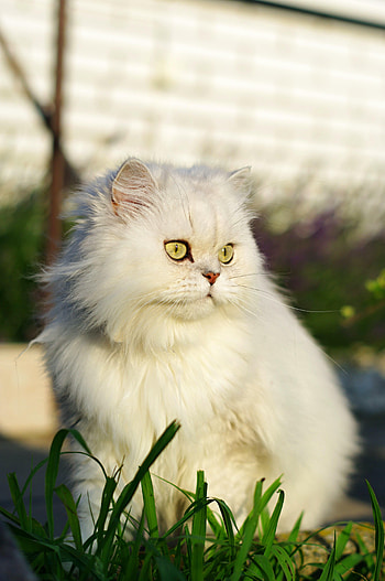 Animals, Grass, Cat, Fluffy, Pet, Sight, Opinion HD phone wallpaper