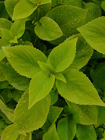 Leaves, Drops, Macro, Wet, Mint HD phone wallpaper
