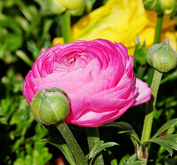 Bloom, bud, flower, ranunculus HD wallpaper