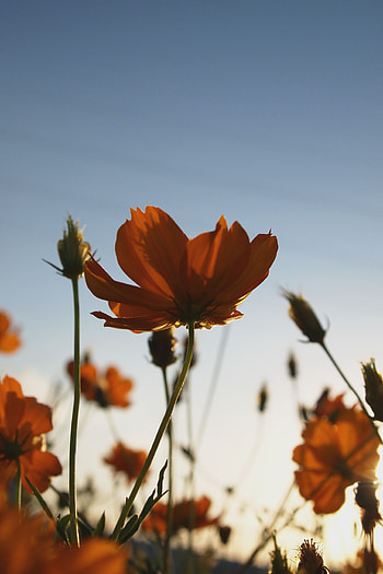 Flowers, Summer, Plant, Wild, Blooms HD phone wallpaper
