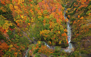 forest overhead, river, overhead, fun, cool, nature, forest HD wallpaper