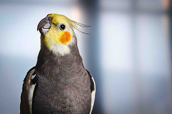 Fascinating cockatiel facts, Sing-along buddies, Charming feathered pets, Delightful avian companions HD wallpaper