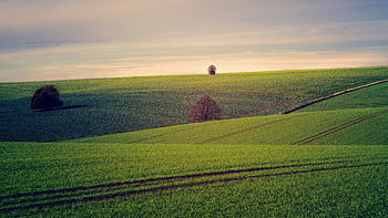 Serene rural landscape with lush green fields and distant trees under a sunset sky. HD wallpaper