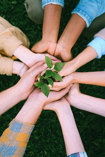 Hands united around a plant symbolizing teamwork and eco-friendly efforts outdoors. HD phone wallpaper