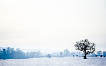 Landscape, Winter, Nature, Snow, Wood, Tree, Lonely, Cold, Emptiness, Void HD wallpaper